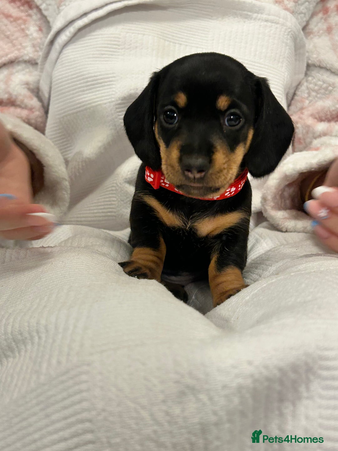 Miniature Dachshund dogs for sale: Beautiful Miniature dachshund puppies - Image 11
