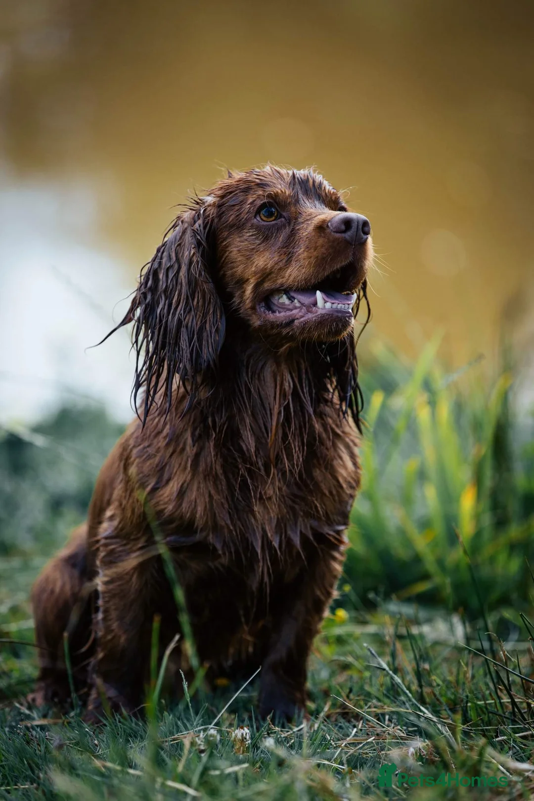 Cocker Spaniel dogs for stud: 💥HealthTested champ bred working cocker spaniel💥 in Cranbrook - Advert 9