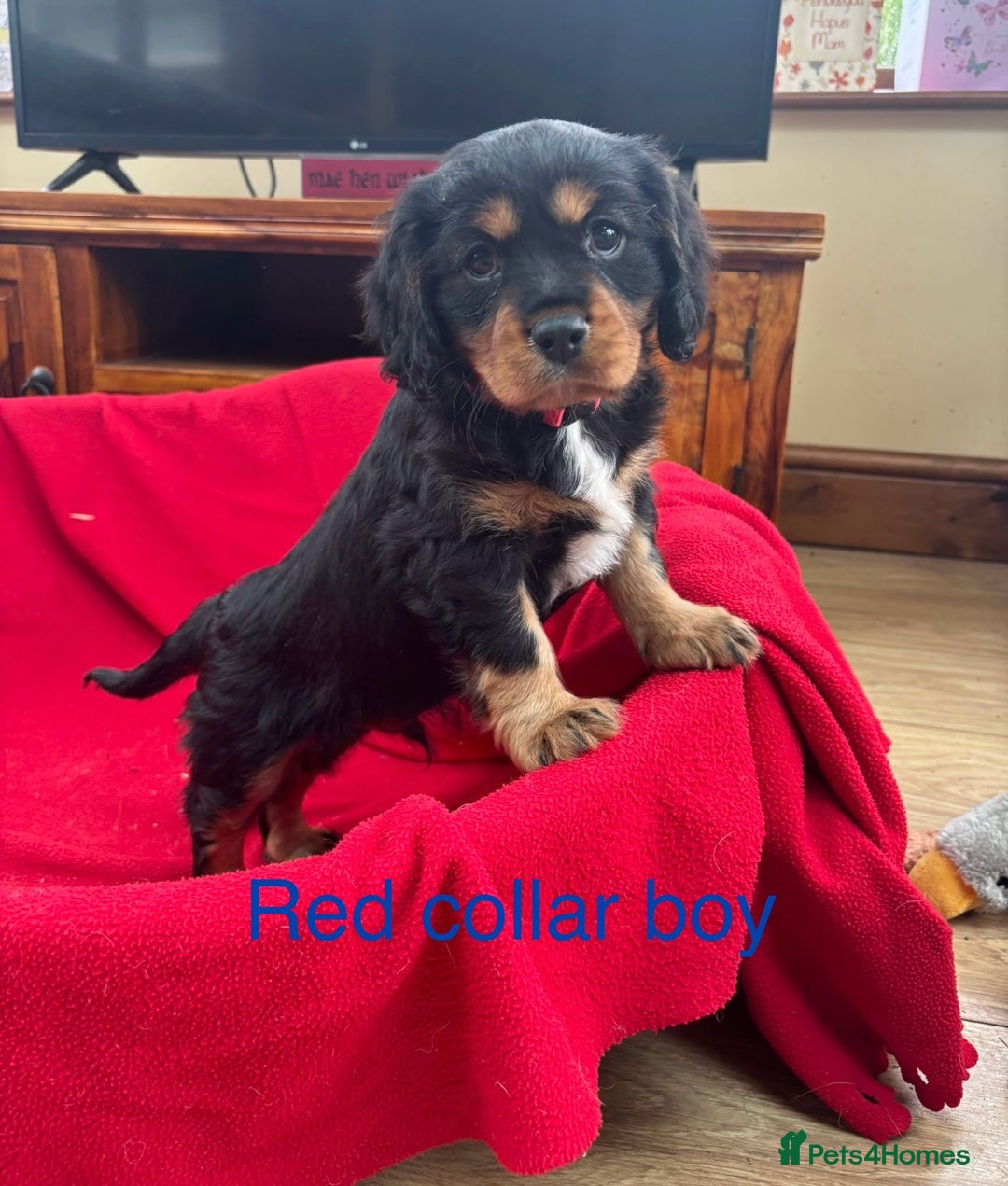 Cavalier King Charles Spaniel dogs for sale: Gorgeous Cavalier king charles puppies for sale - Image 4