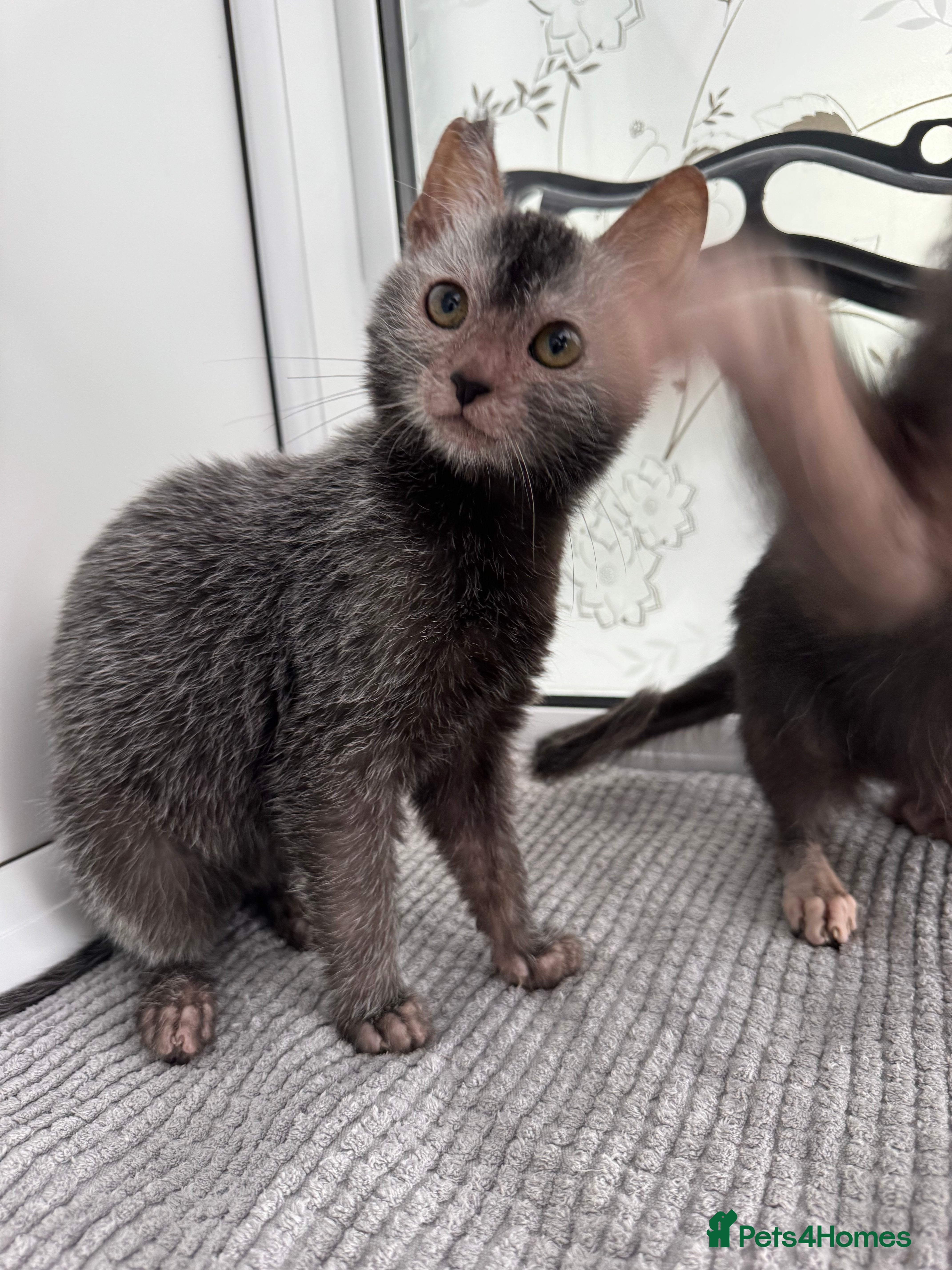 Lykoi cats Lykoi girl ready end of January  - Advert 1