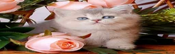 British Shorthair cats for sale: Beautiful AY11 blue golden British shorthair - Advert 5
