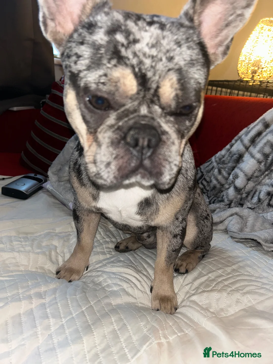 Mixed Breed dogs for sale: Fraffie litter (Frenchie/Staff cross)  - Advert 2