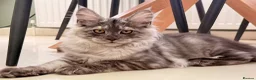 Maine Coon cats for sale: ONLY 3 TICA REG GIRLS LEFT FROM LICENSED BREEDERS - Advert 9
