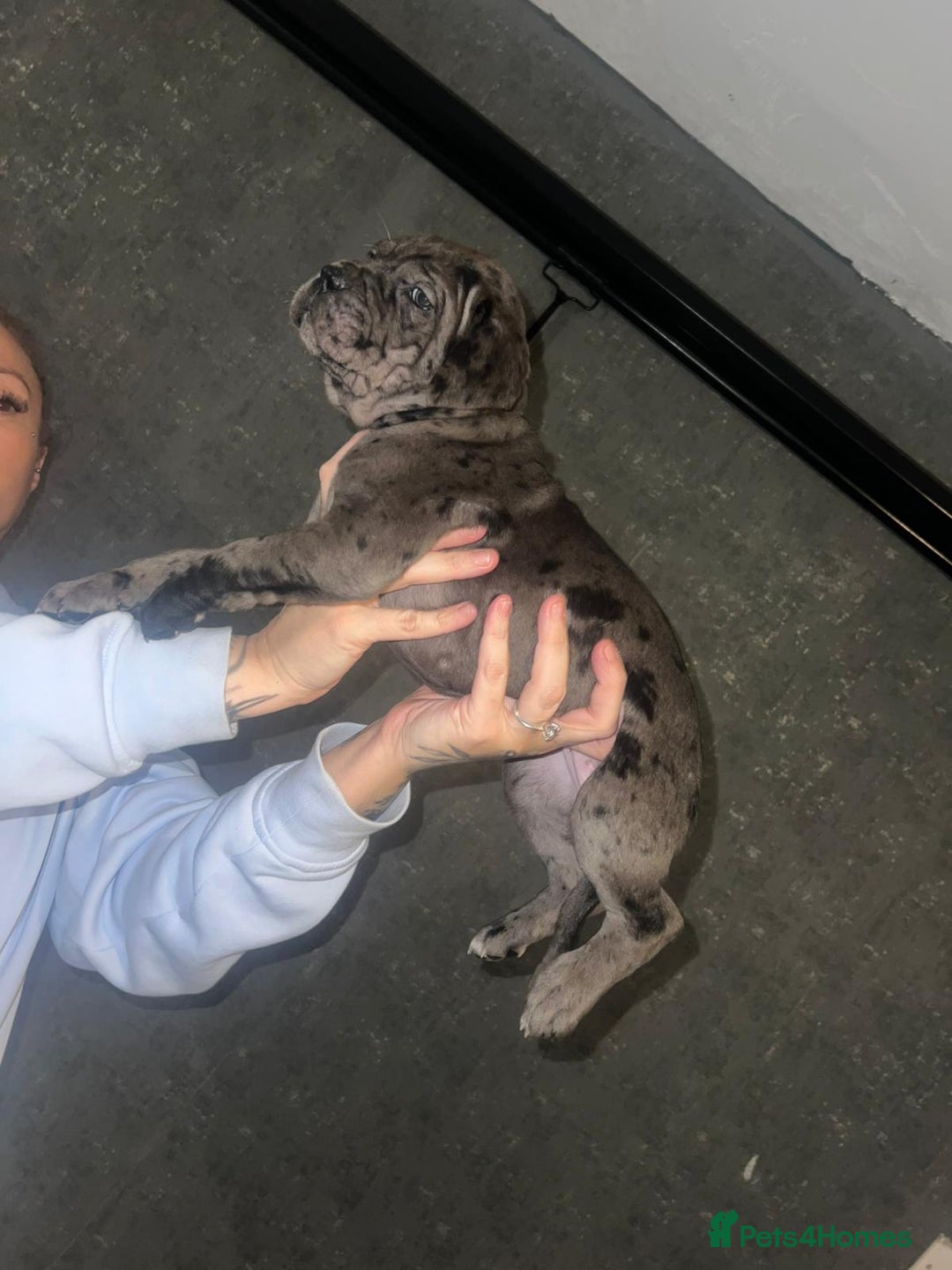 Cane Corso dogs for sale: Cane Corso Pups - Advert 16