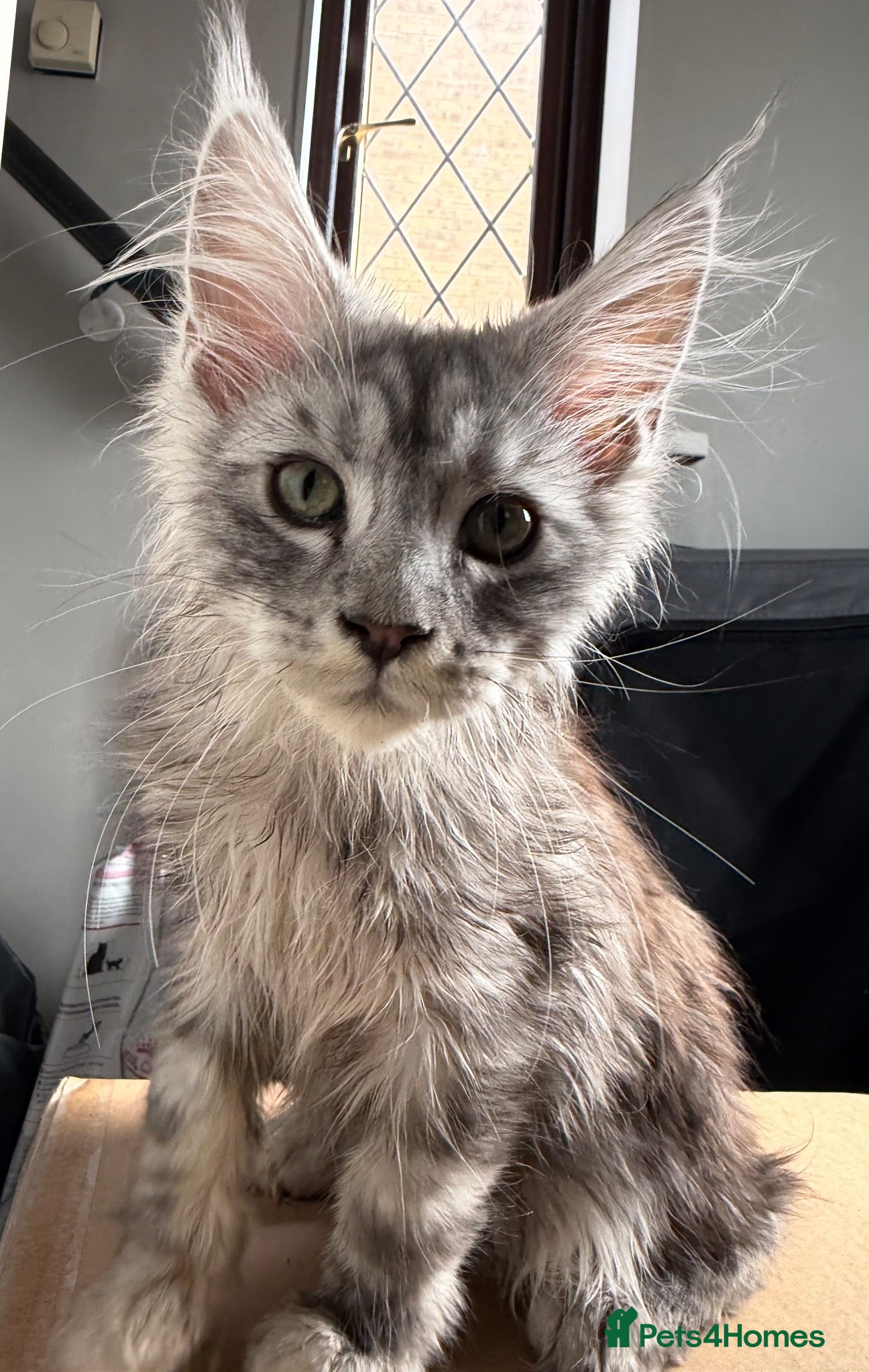 Maine Coon cats TICA reg mainecoon kittens - Advert 1