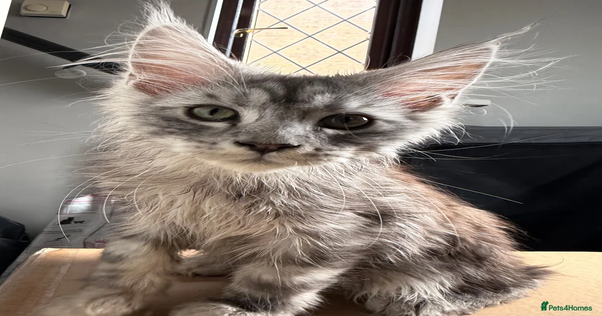 kittens-for-sale-pets4homes