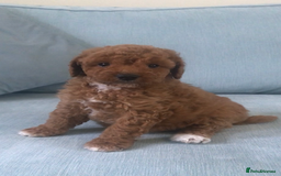 Cockapoo dogs for sale: Toy F1B cockapoo pups - Image 10