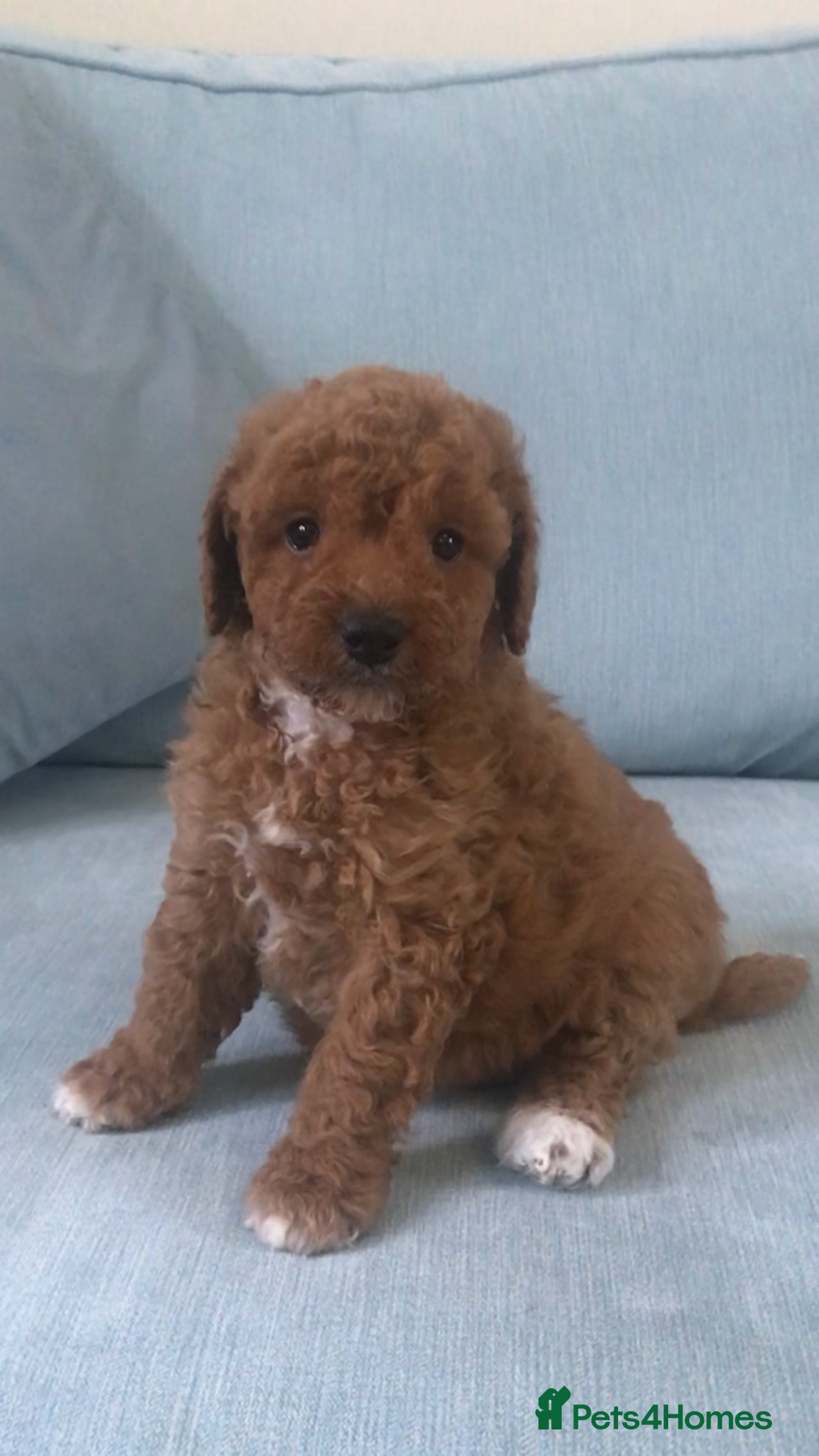 Cockapoo dogs for sale: Toy F1B cockapoo pups - Image 10