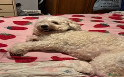 Cockapoo dogs for sale: 8 year old Cockapoo needs home - Advert 5