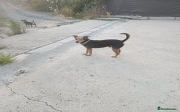 Mixed Breed dogs for adoption: Small dog been abandoned 🚨  in Hengoed - Image 7