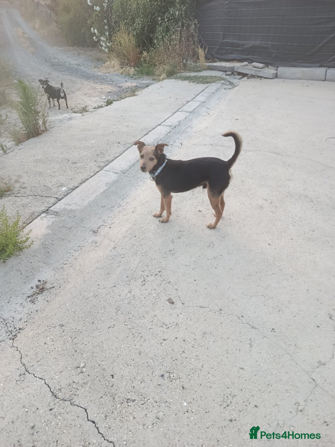 Mixed Breed dogs for adoption: Small dog been abandoned 🚨  in Hengoed - Image 7