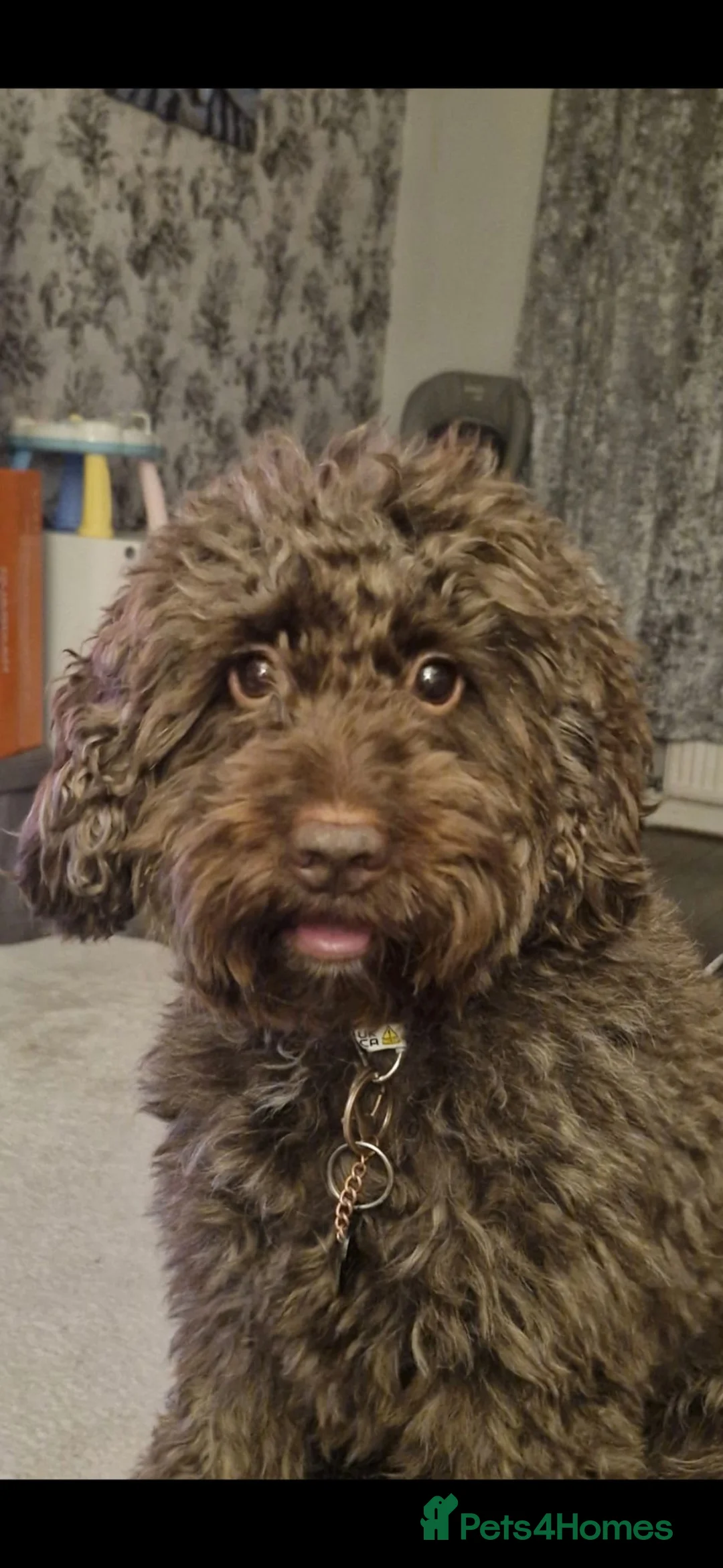 Cockapoo dogs for stud: Cockapoo stud in Runcorn - Advert 2