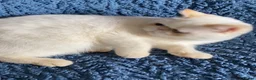 Exotic cats for sale: Colour Point Exotic Kittens GCCF Registered  - Advert 6