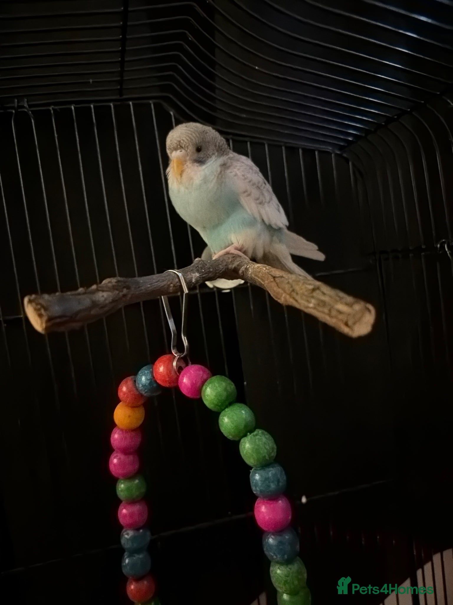Budgerigars birds Baby budgie - Advert 1