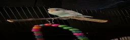 Budgerigars birds for sale: Baby budgie in Dagenham - Advert 1