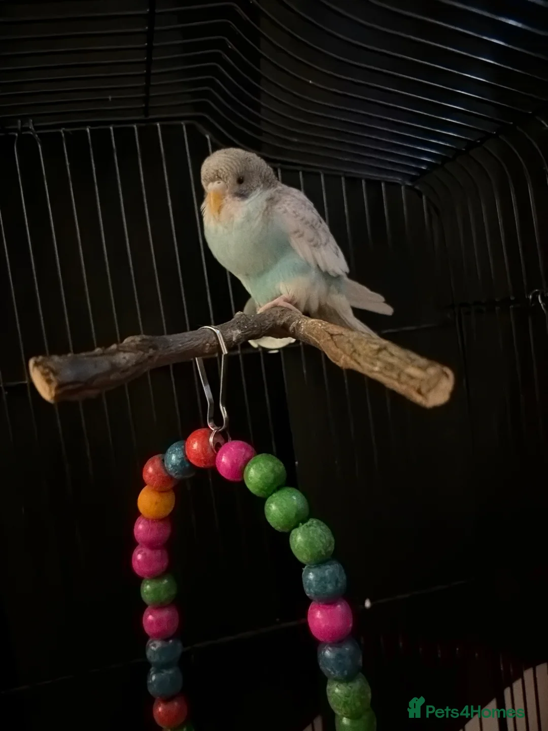 Budgerigars birds for sale: Baby budgie in Dagenham - Advert 1