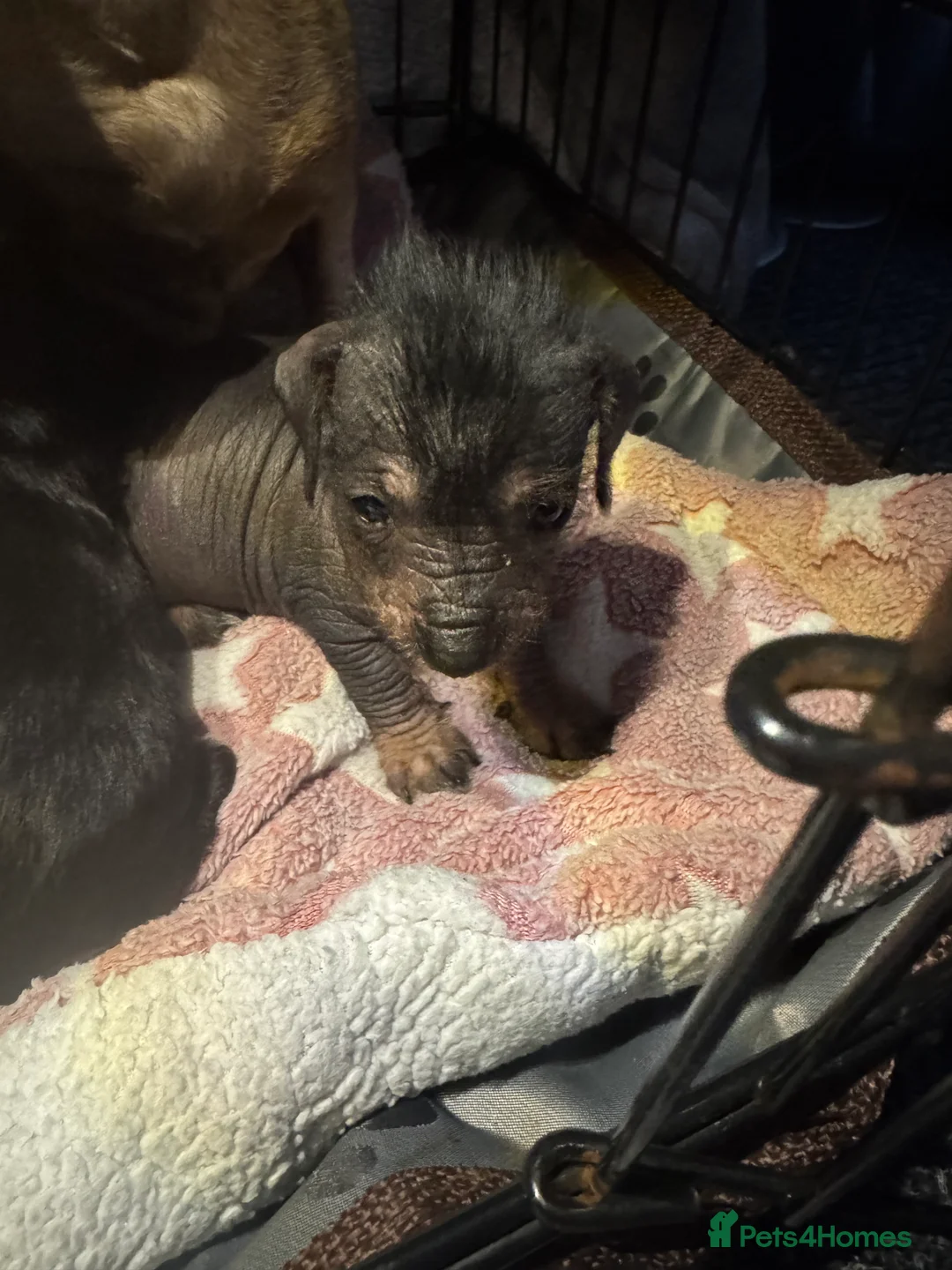 Mixed Breed dogs for sale: Miniature dachshund x Chinese crested  - Advert 2