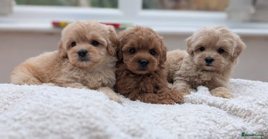 Maltipoo dogs - Advert 4