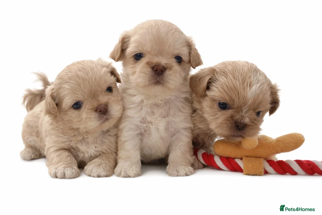 Shih Tzu dogs for sale: Imperial Shihtzu babies ❤️ - Advert 1