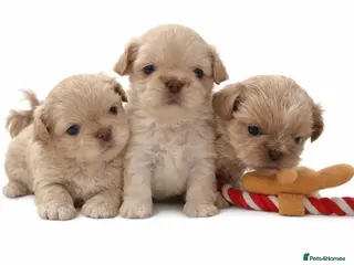 Shih Tzu dogs Imperial Shihtzu babies ❤️ - Advert 3
