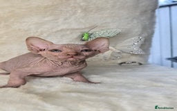 Sphynx cats for sale: Sphynx kittens bominant odd eyes  - Image 7