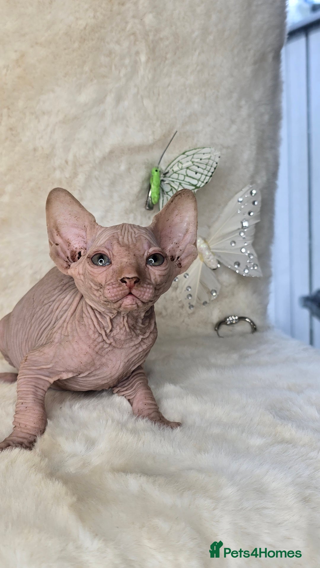 Sphynx cats for sale: Sphynx kittens bominant odd eyes  - Image 7