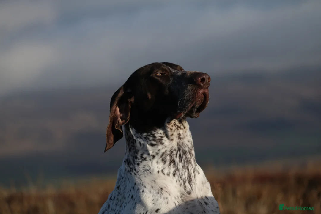 German Shorthaired Pointer dogs for stud: Outstanding example of a working Gsp in Lancaster - Advert 8