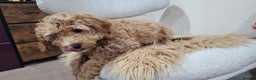 Cockapoo dogs for sale: Beautiful cockapoo girl pup - Advert 8