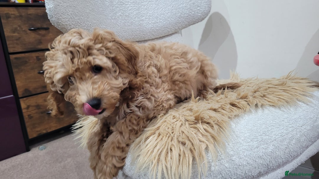Cockapoo dogs for sale: Beautiful cockapoo girl pup - Advert 8