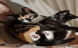 Mixed Breed cats for sale: URGENT FOREVER HOME NEEDED ASAP - Image 10