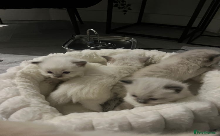 Ragdoll cats - Advert 4