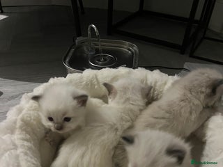 Ragdoll cats - Advert 4