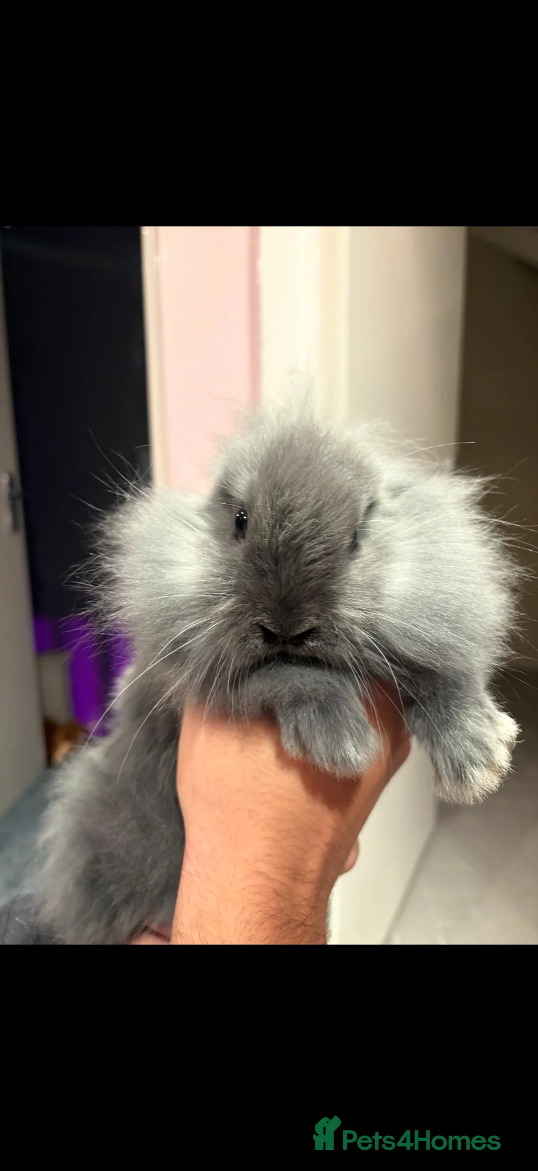 Mini Lion Lop rabbits for sale: Bunnies ready to go ! - Advert 8