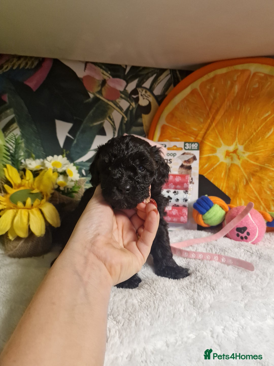 Maltipoo dogs for sale: Maltipoo  - Advert 7