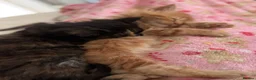 Maine Coon cats for sale: Beautiful mainecoon kittens  - Advert 23