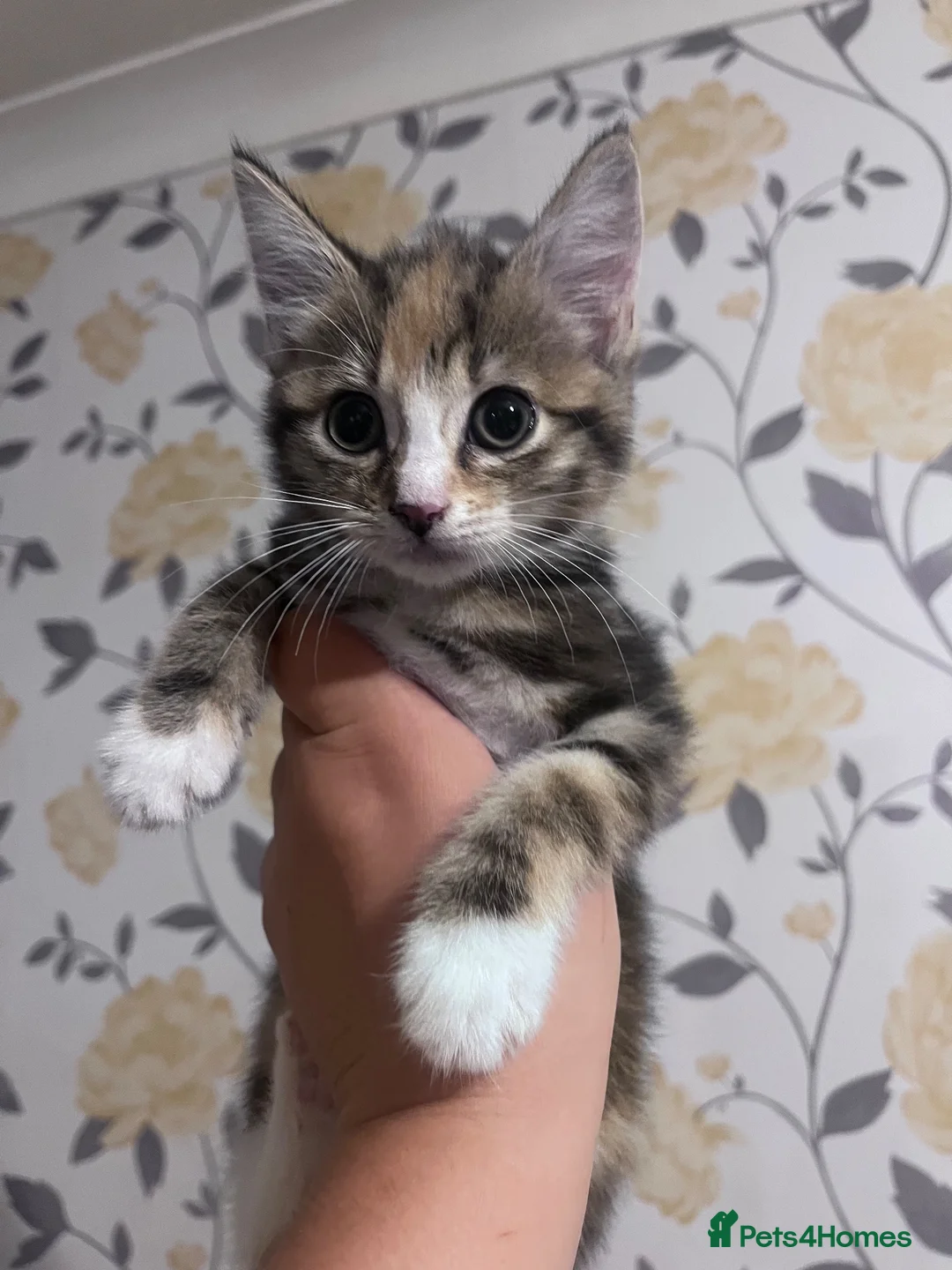 Mixed Breed cats for sale: Kittens  in Gillingham - Advert 2