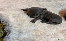 Miniature Pinscher dogs for sale: Gorgeous MinPin Puppies-Ready from 8th Dec! - Advert 26