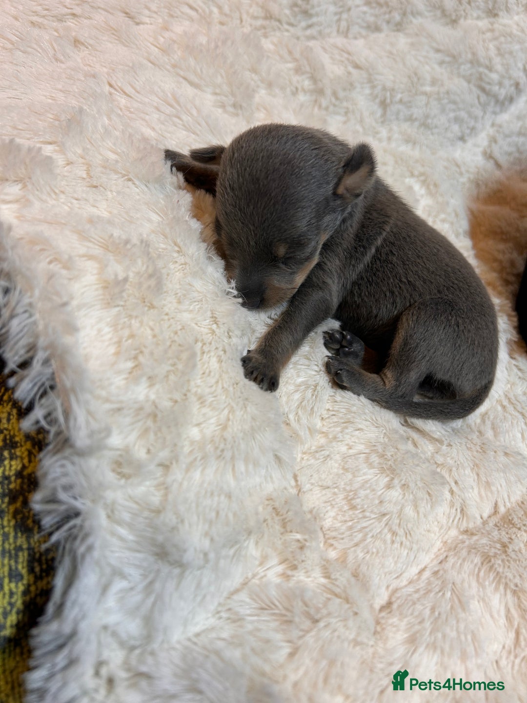 Miniature Pinscher dogs for sale: Gorgeous MinPin Puppies-Ready from 8th Dec! - Advert 26