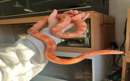 Mixed Breed reptiles for sale:  Lovely corn snake  for rehome - Image 4