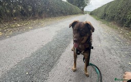 Mixed Breed dogs for adoption: Meet Heather, currently residing in Cheshire  - Image 15