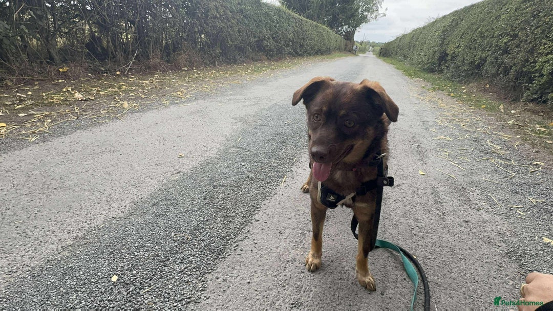 Mixed Breed dogs for adoption: Meet Heather, currently residing in Cheshire  - Image 15