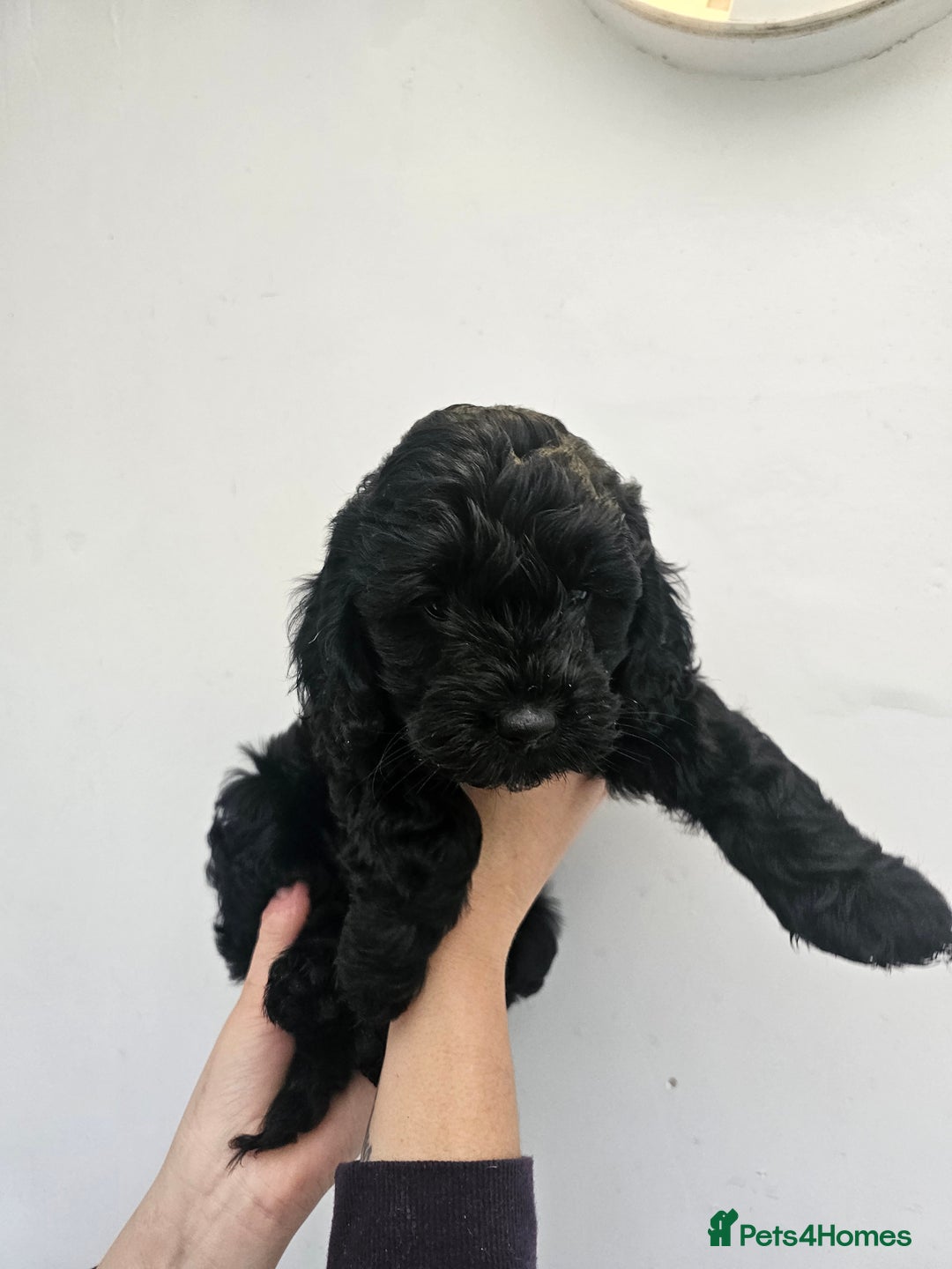 Cockapoo dogs for sale: **ONLY 1 BOY LEFT**F1 COCKAPOO PUPPIES  - Advert 3