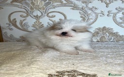 Pomeranian dogs for sale: Kc Registered Pomeranian Pups - Image 14
