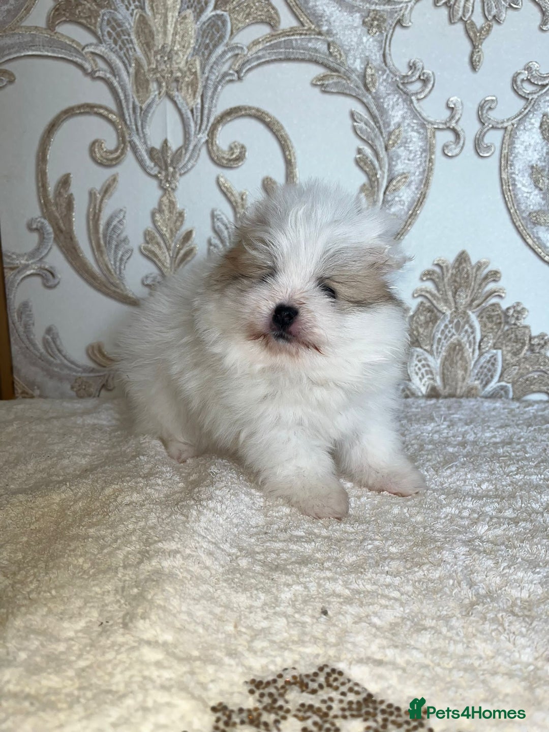 Pomeranian dogs for sale: Kc Registered Pomeranian Pups - Image 14