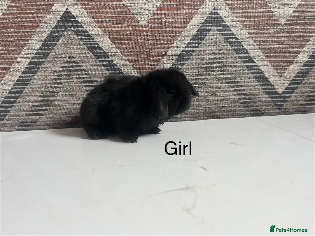 Lionhead rabbits for sale: mini double maned lionheads and mini lops  - Advert 12
