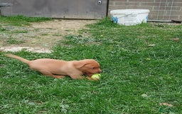 Labrador Retriever dogs for sale: Fox red labrador puppies  - Image 14