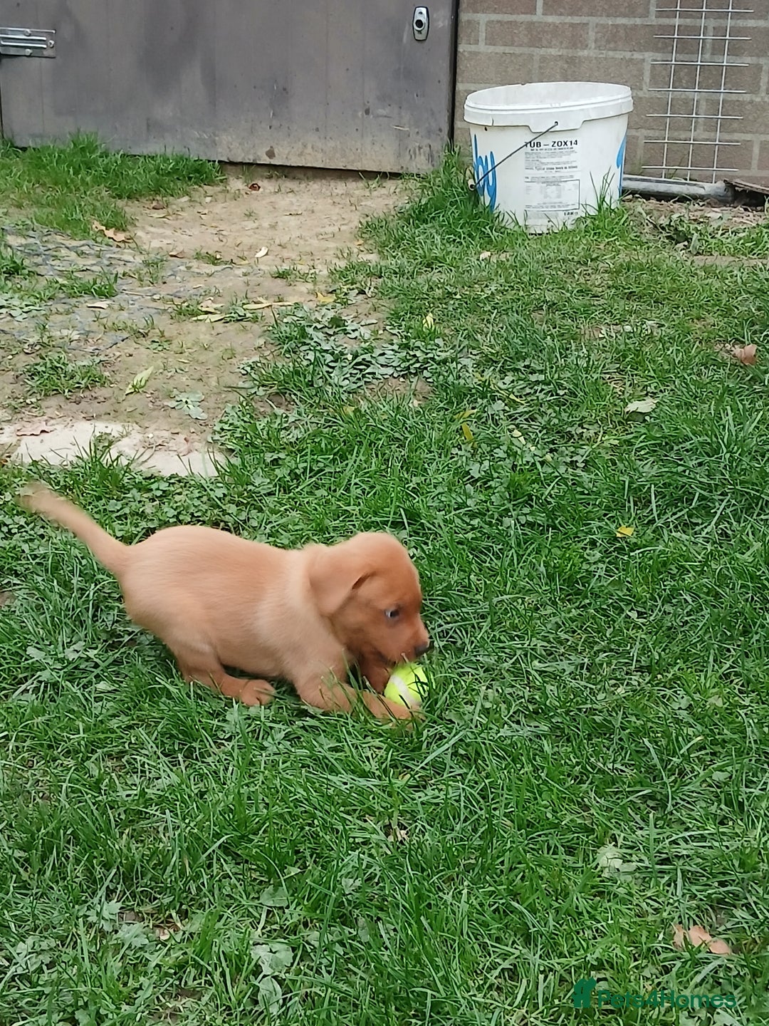 Labrador Retriever dogs for sale: Fox red labrador puppies  - Image 14