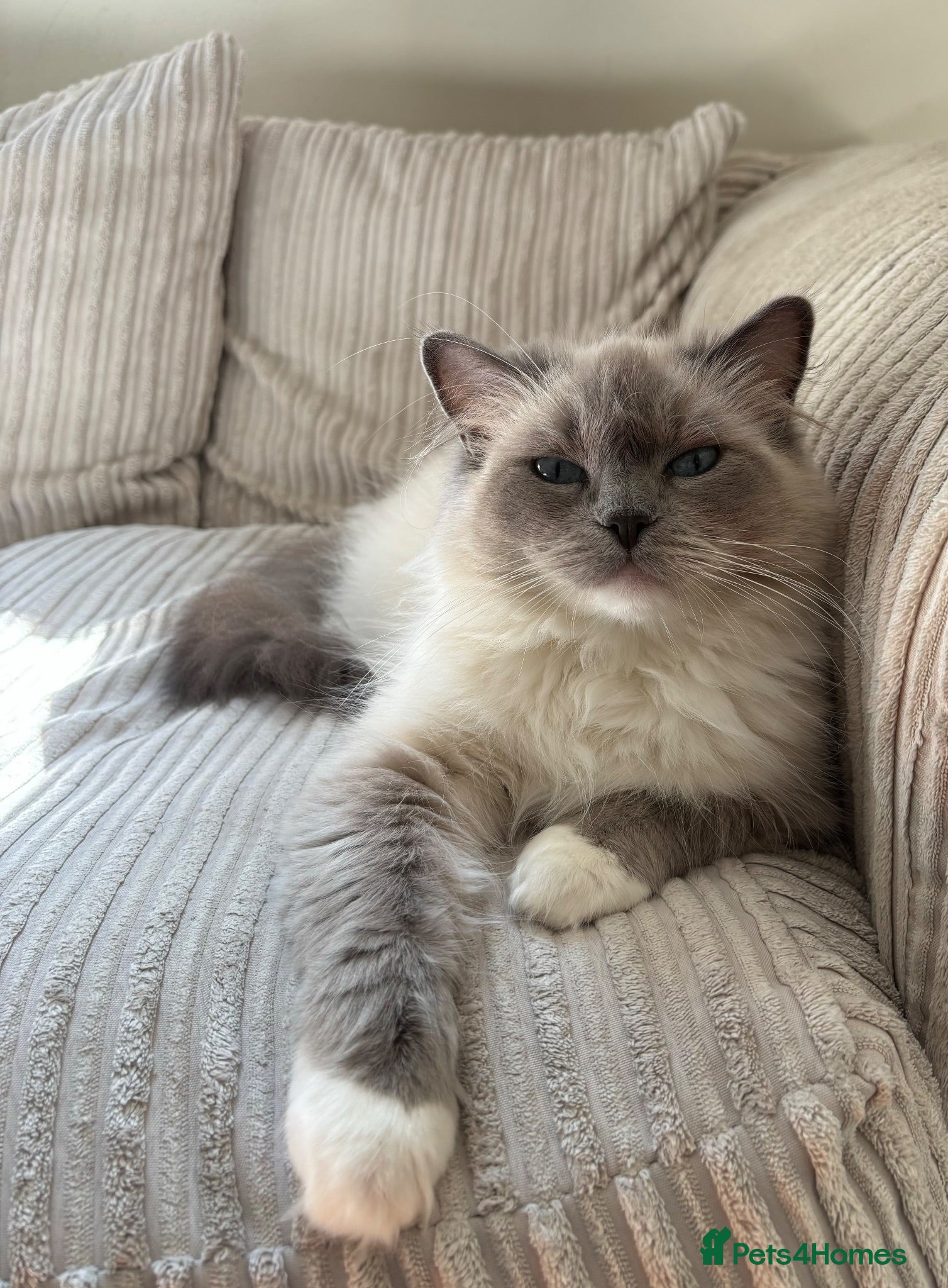 Ragdoll cats Female Ragdoll  - Advert 17