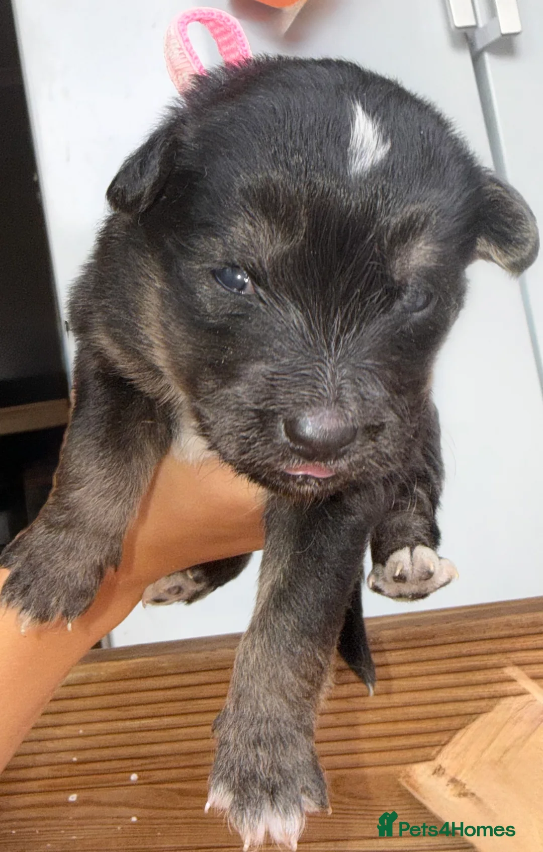 Mixed Breed dogs for sale: Labradoodle × Siberian Husky Puppies - Advert 2
