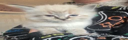 Ragdoll cats for sale: Just 2 left: Purebred female Ragdoll kittens - Advert 30